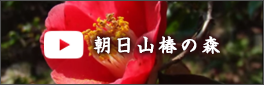 朝日山椿の森