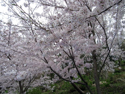 桜満開　お花見