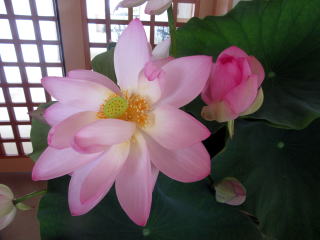 開山忌　霊明殿