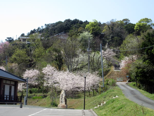 朝日山の桜