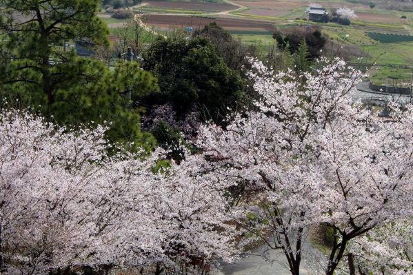 桜・桜・桜