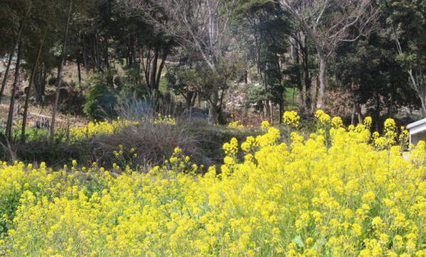 春彼岸　菜の花に囲まれて　　3月17日～23日