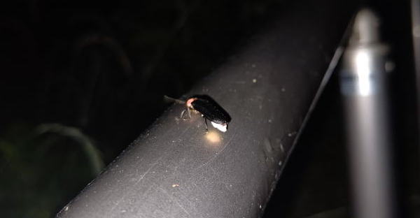 朝日山　蛍の里