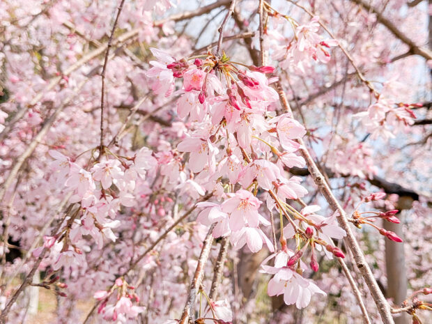 しだれ桜