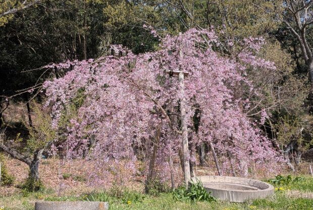 しだれ桜