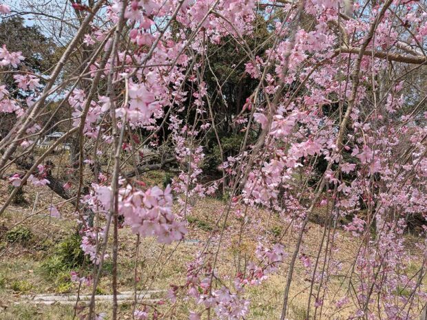 しだれ桜