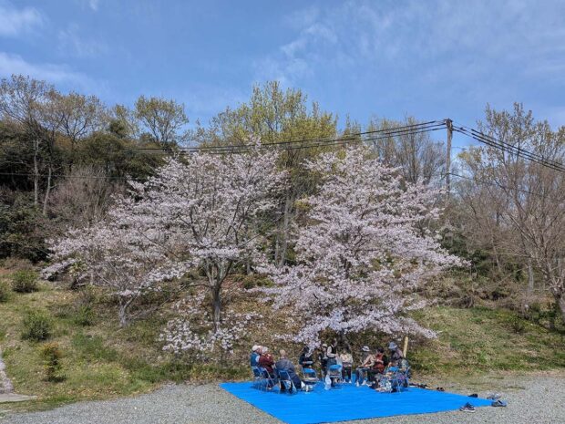 花びらが舞う下で囲むお弁当