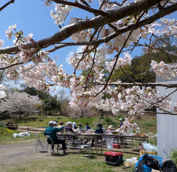 花びらが舞う下で囲むお弁当
