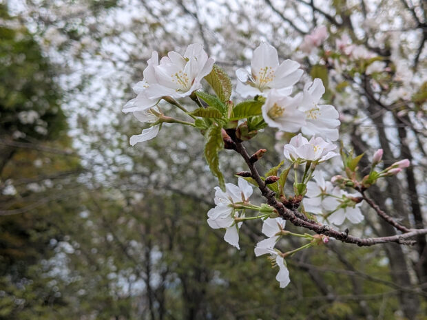 山桜