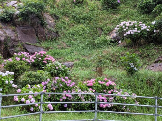 境内の紫陽花いろいろ