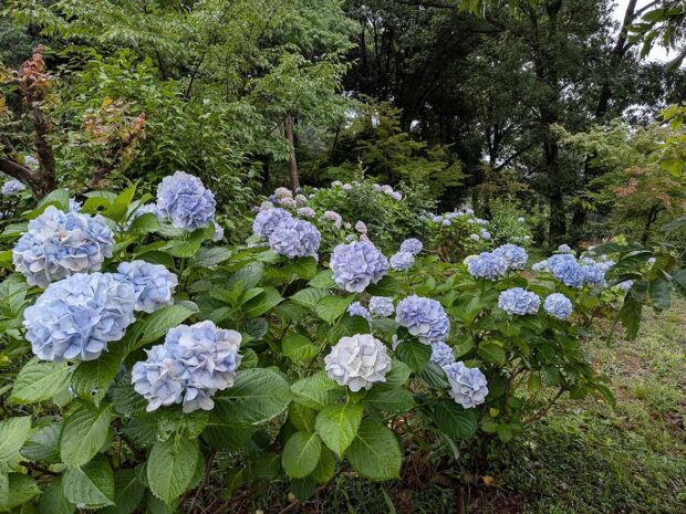 境内の紫陽花いろいろ