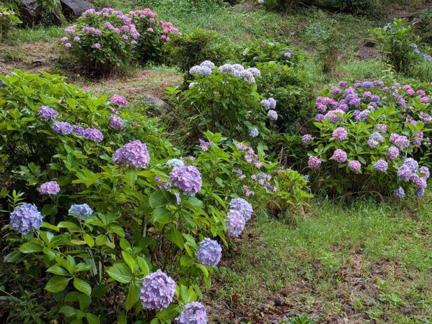 境内の紫陽花いろいろ