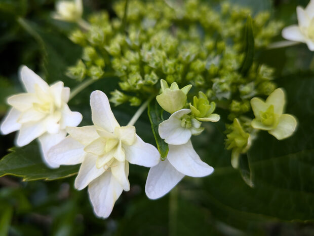 紫陽花