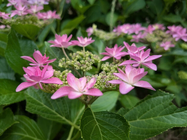 紫陽花