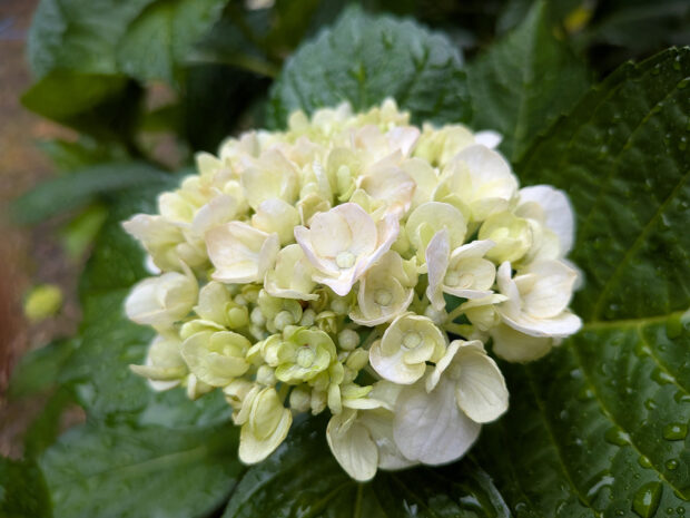 紫陽花