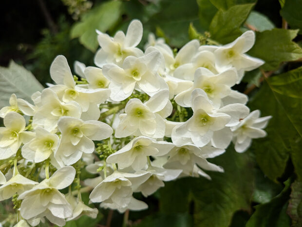 紫陽花