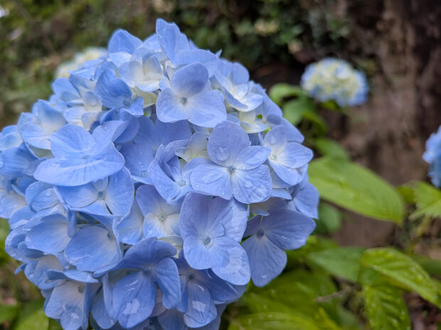 紫陽花