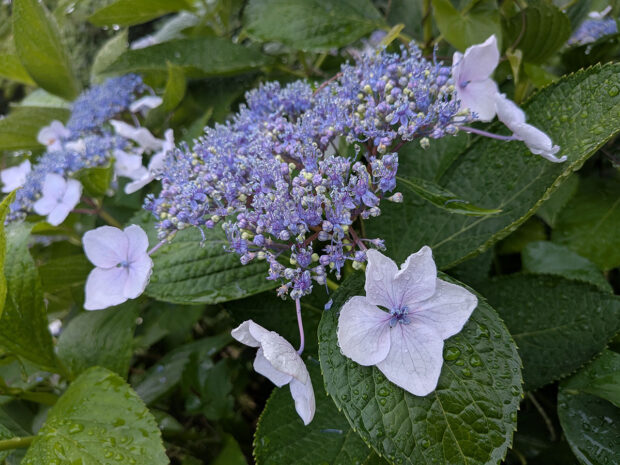 紫陽花