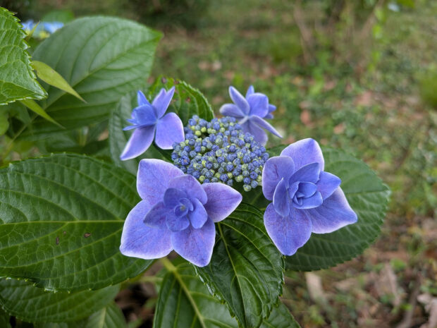 紫陽花