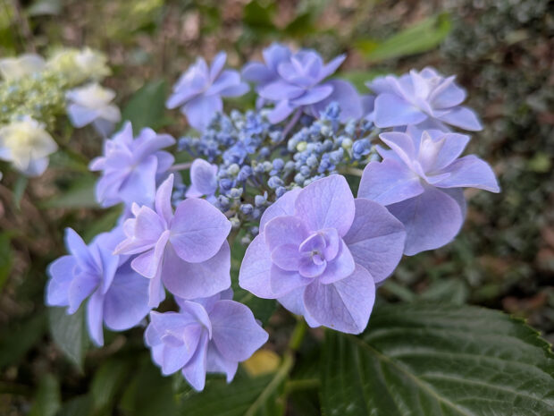 紫陽花