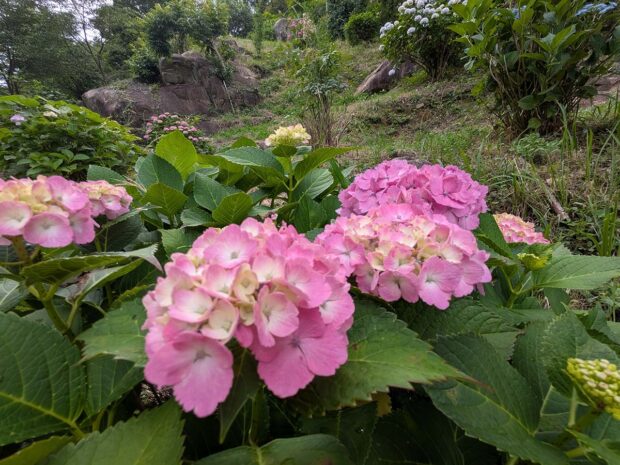 紫陽花