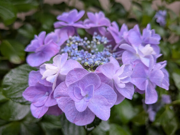 紫陽花