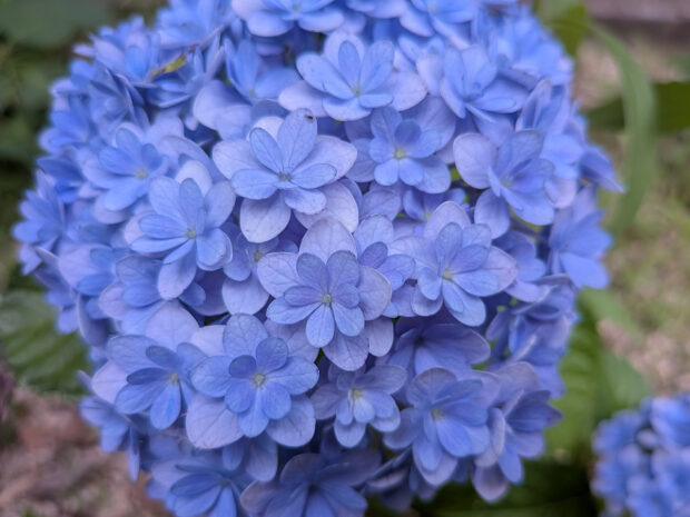 紫陽花