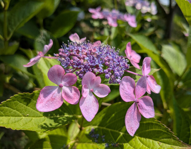 紫陽花