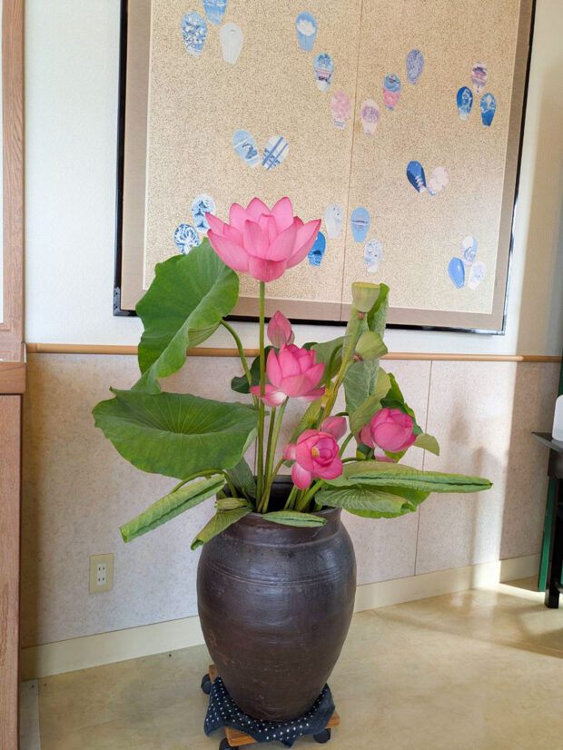 蓮の花 玄関