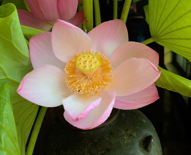 蓮の花 位牌壇入口