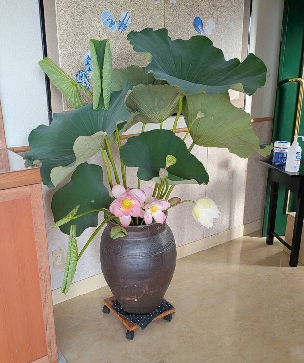 仏花 霊明殿玄関