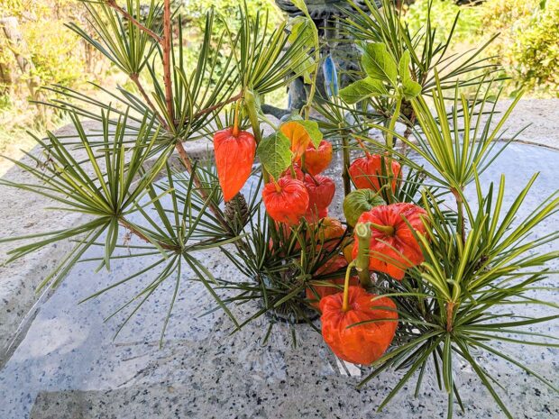 花手水